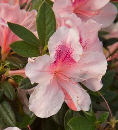Autumn Chiffon™ Encore Azalea