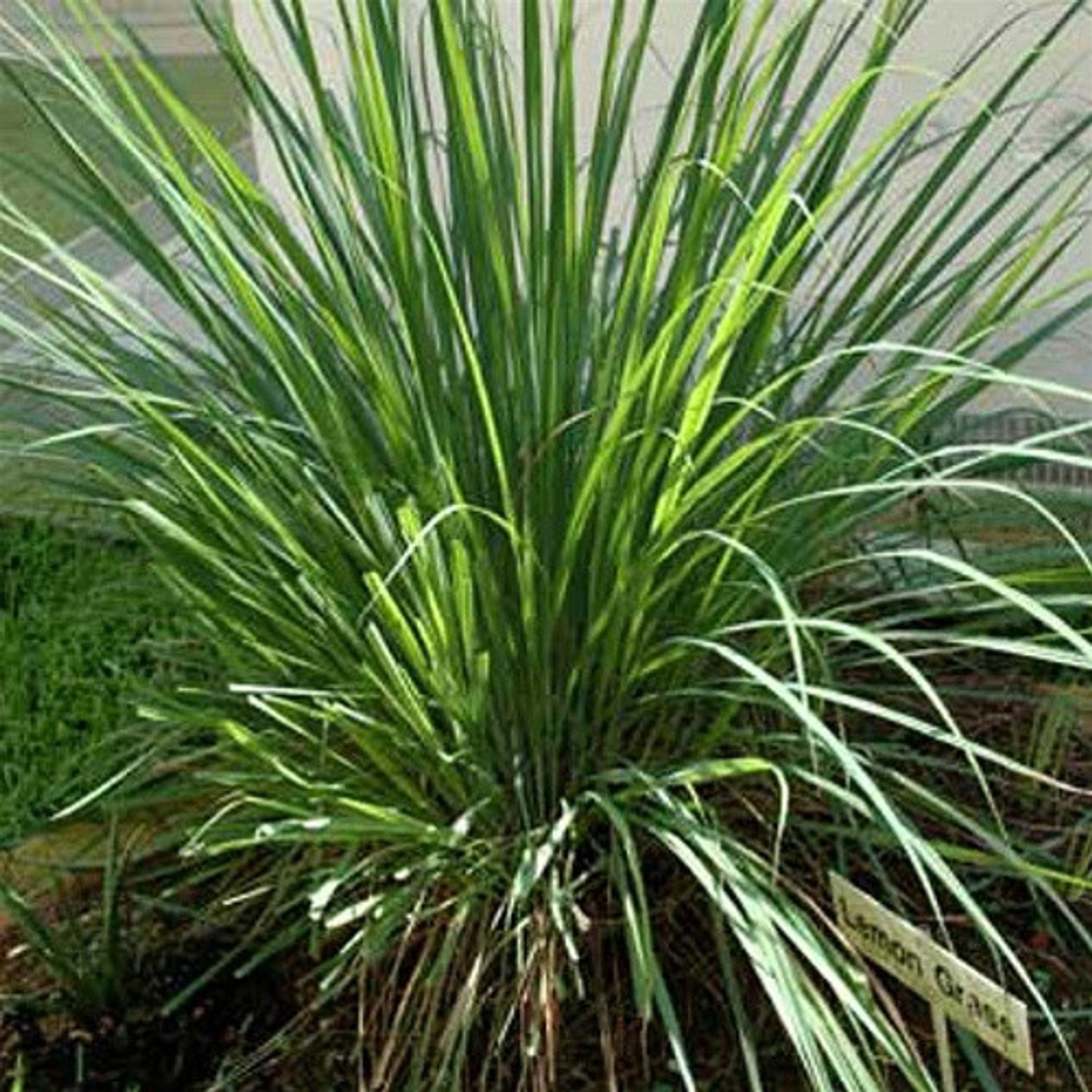 Lemon Grass | Cymbopogon citratus | Super Herb