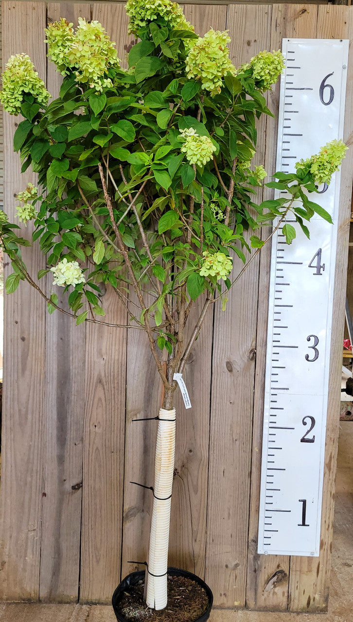 Limelight Hydrangea Tree - Proven Winners Standard Form | Zones 3-9 ...