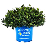 Little Champ™ Distylium | Distylium x 'DISmd-26-18' PPAFF