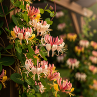 Lonicera ‘Peaches and Cream’ Honeysuckle Vine