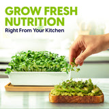 Ceramic Microgreens Growing Kit to Grow 3 Crops Including Organic USDA Sunflower, Melon & Mixed Microgreens Seeds.