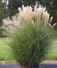 Silver Feather Maiden Grass | Miscanthus s. Silberfeder "Sliver Feather Grass"