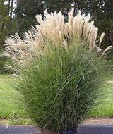 Silver Feather Maiden Grass | Miscanthus s. Silberfeder "Sliver Feather Grass"