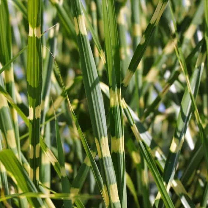 Porcupine Grass |Miscanthus sinensis Strictus'