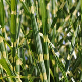 Porcupine Grass |Miscanthus sinensis Strictus'