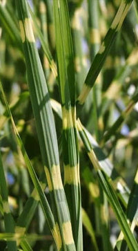 Porcupine Grass |Miscanthus sinensis Strictus'