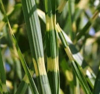 Porcupine Grass |Miscanthus sinensis Strictus'