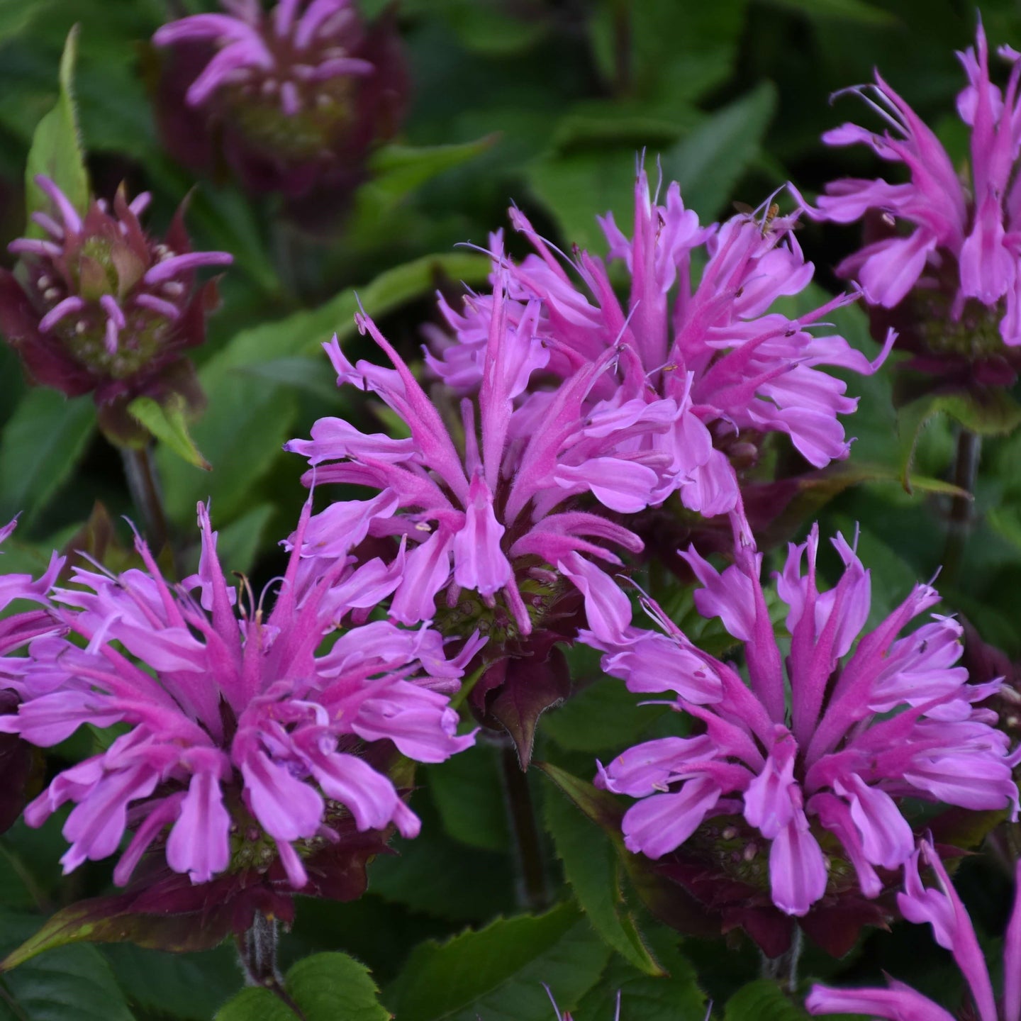 Monarda didyma 'Pardon My Lavender II' | Bee Balm