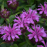 Monarda didyma 'Pardon My Lavender II' | Bee Balm