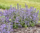 Nepeta 'Catwalk Queen' PPAF CPBRAF -