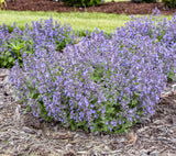 Nepeta 'Catwalk Queen' PPAF CPBRAF -