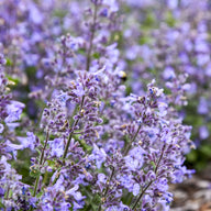 Nepeta 'Catwalk Queen' PPAF CPBRAF -