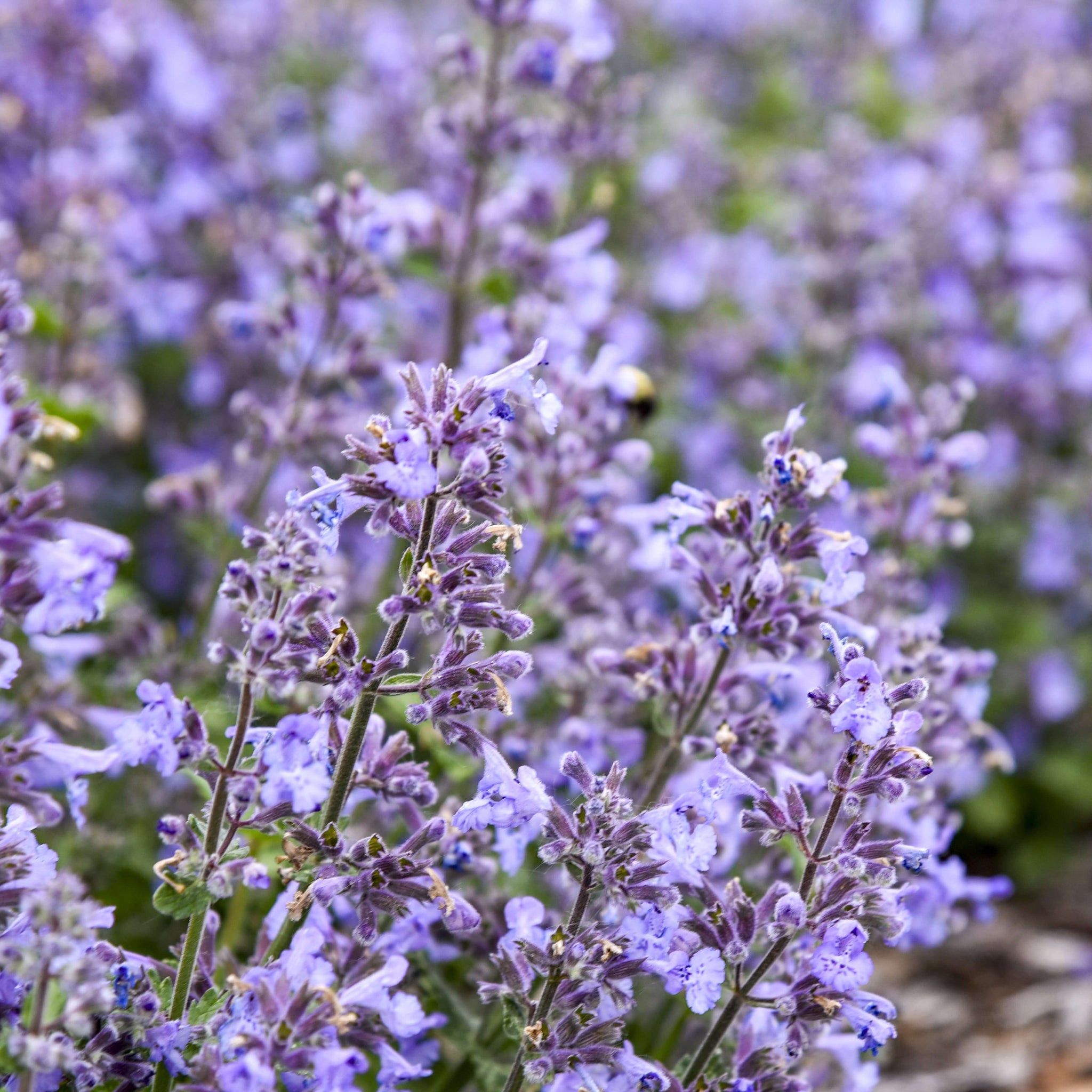Nepeta 'Catwalk Queen' PPAF CPBRAF -