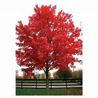 October Glory® Maple Tree | Acer rubrum 'October Glory®  'PNI 0268'