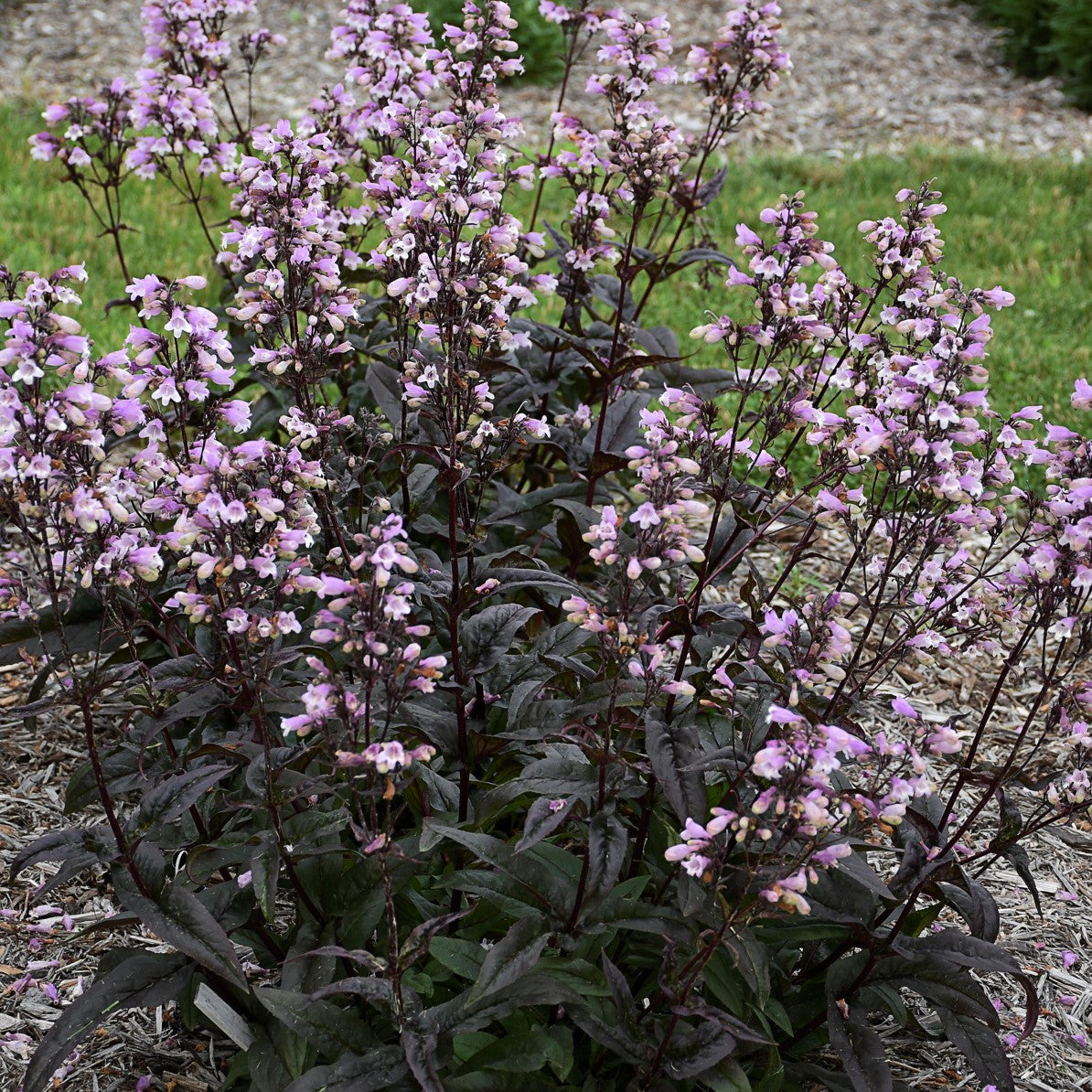The Plant Factory Choice Blackbeard Penstemon - Thumbnail 2