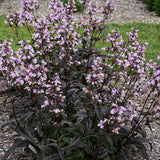 Blackbeard Penstemon |Penstemon x 'Blackbeard' PP30052