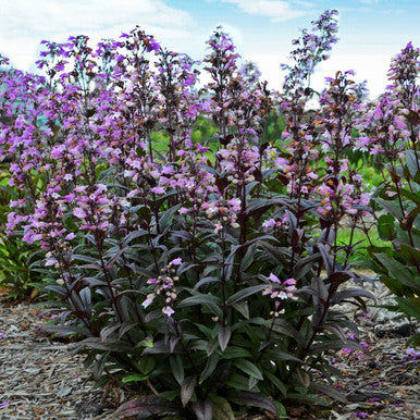 Blackbeard Penstemon |Penstemon x 'Blackbeard' PP30052