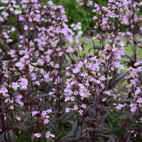 Blackbeard Penstemon |Penstemon x 'Blackbeard' PP30052