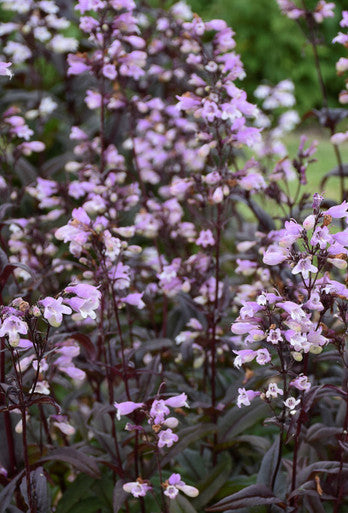 Blackbeard Penstemon |Penstemon x 'Blackbeard' PP30052