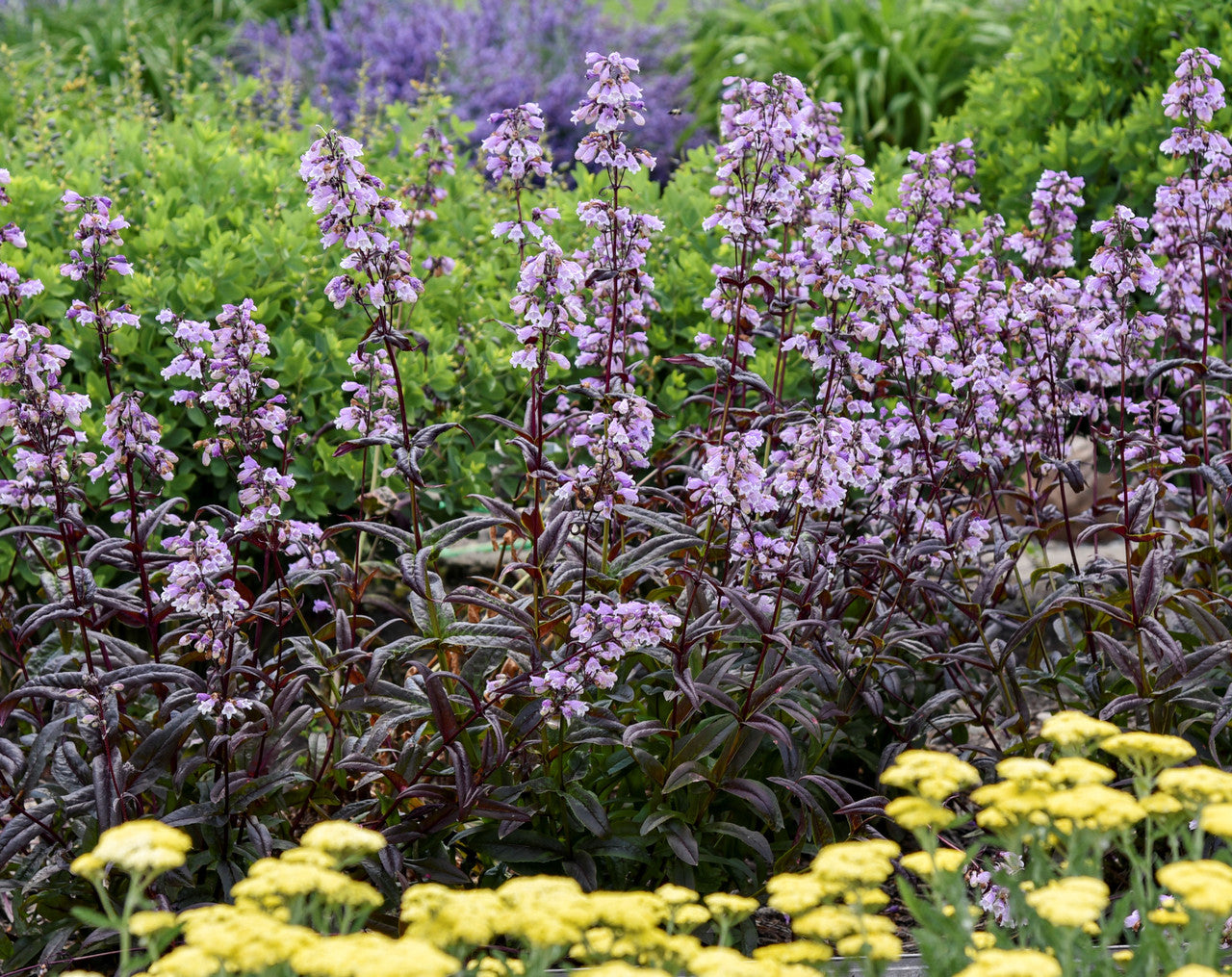 The Plant Factory Choice Blackbeard Penstemon