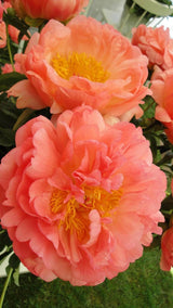 Coral Sunset Peony