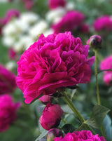 Kansas Peony