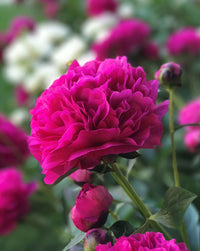 Kansas Peony
