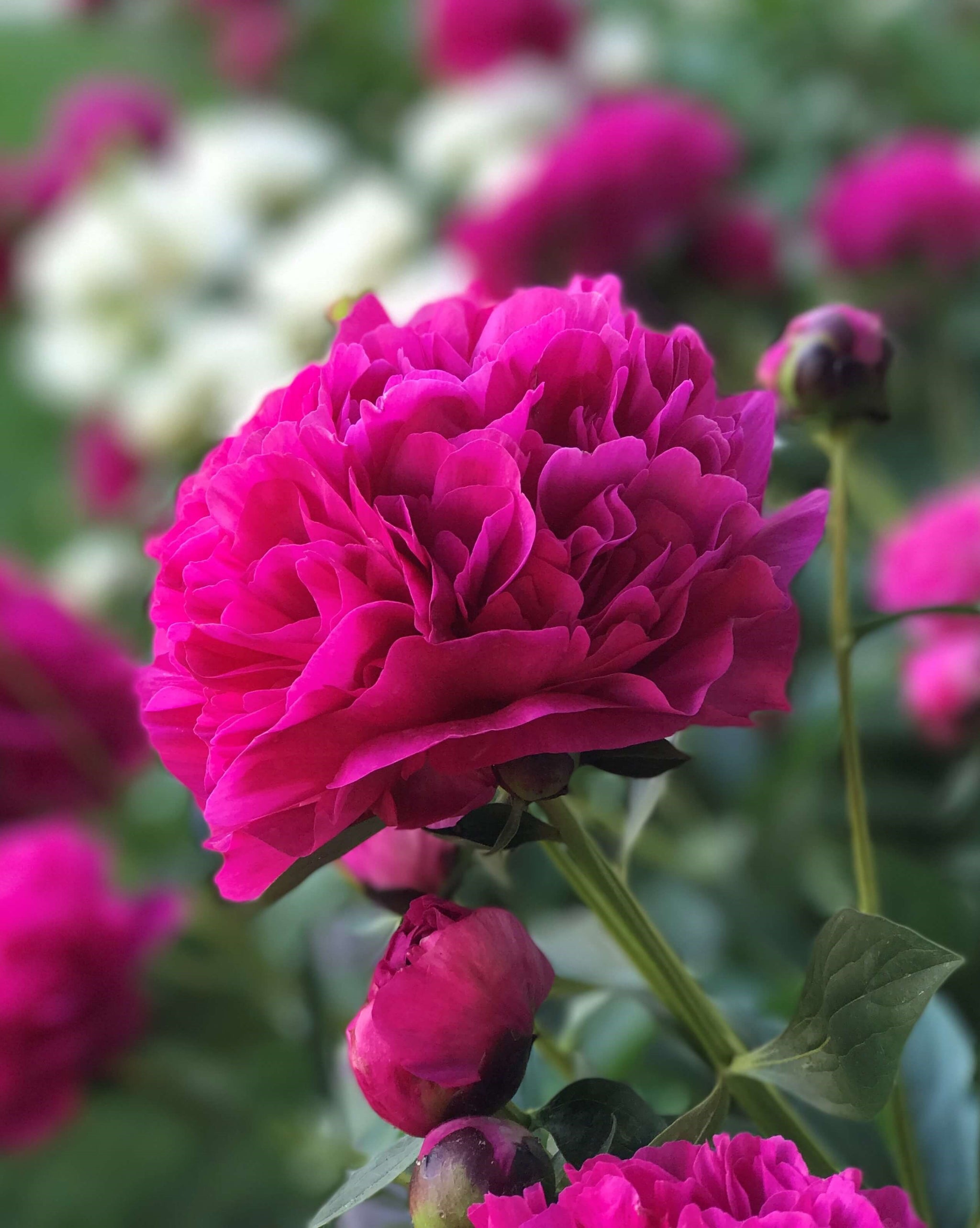 Kansas Peony