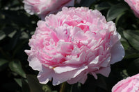 Sarah Bernhardt Peony