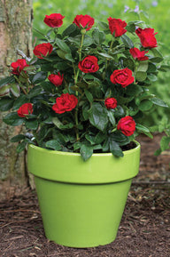 Petite Knock Out® Rose | 'Meibenbino'  PP 30,811  U.S. Pat. No. 11,252,928 CPBR 6,553