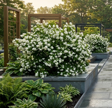 'Minnesota Snowflake' Mock Orange