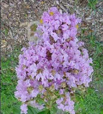 Muskogee Crape Myrtle