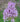 Muskogee Crape Myrtle