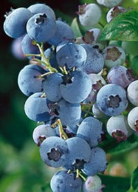 Blueberries Rabbiteye | Vaccinium ashei