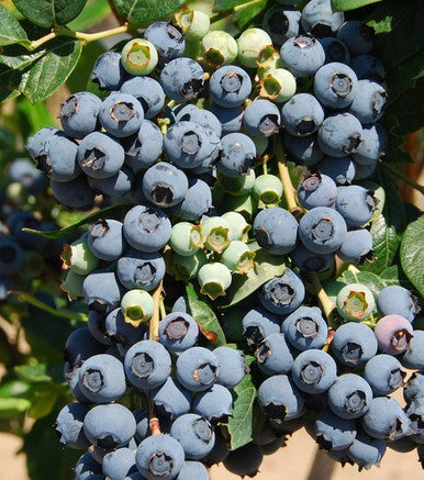 Blueberries Rabbiteye | Vaccinium ashei