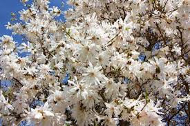 The Plant Factory Choice Magnolia Royal Star - Thumbnail 4