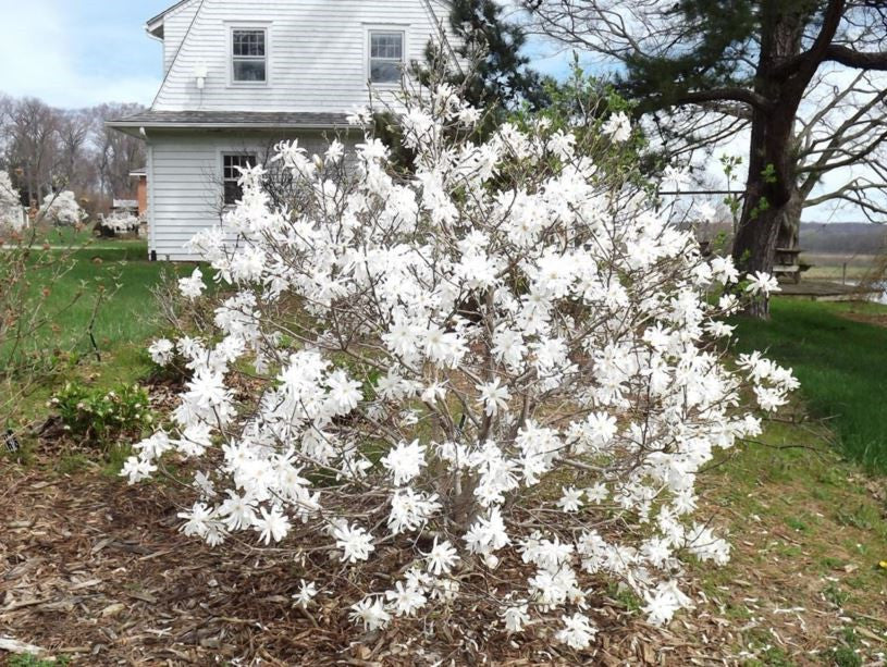 Plant Factory Direct Magnolia Royal Star