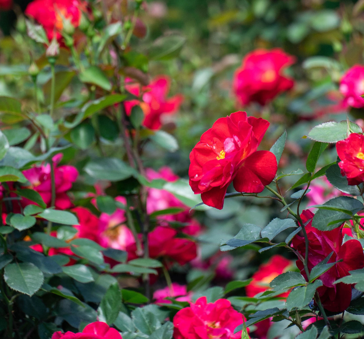 Cinnamon Hearts™ Rose -Repeat Bloomer