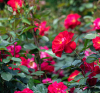 Cinnamon Hearts™ Rose | Rosa x 'VLR13003' USPPAF, CPBRAF | Continuous Blooms from spring to fall