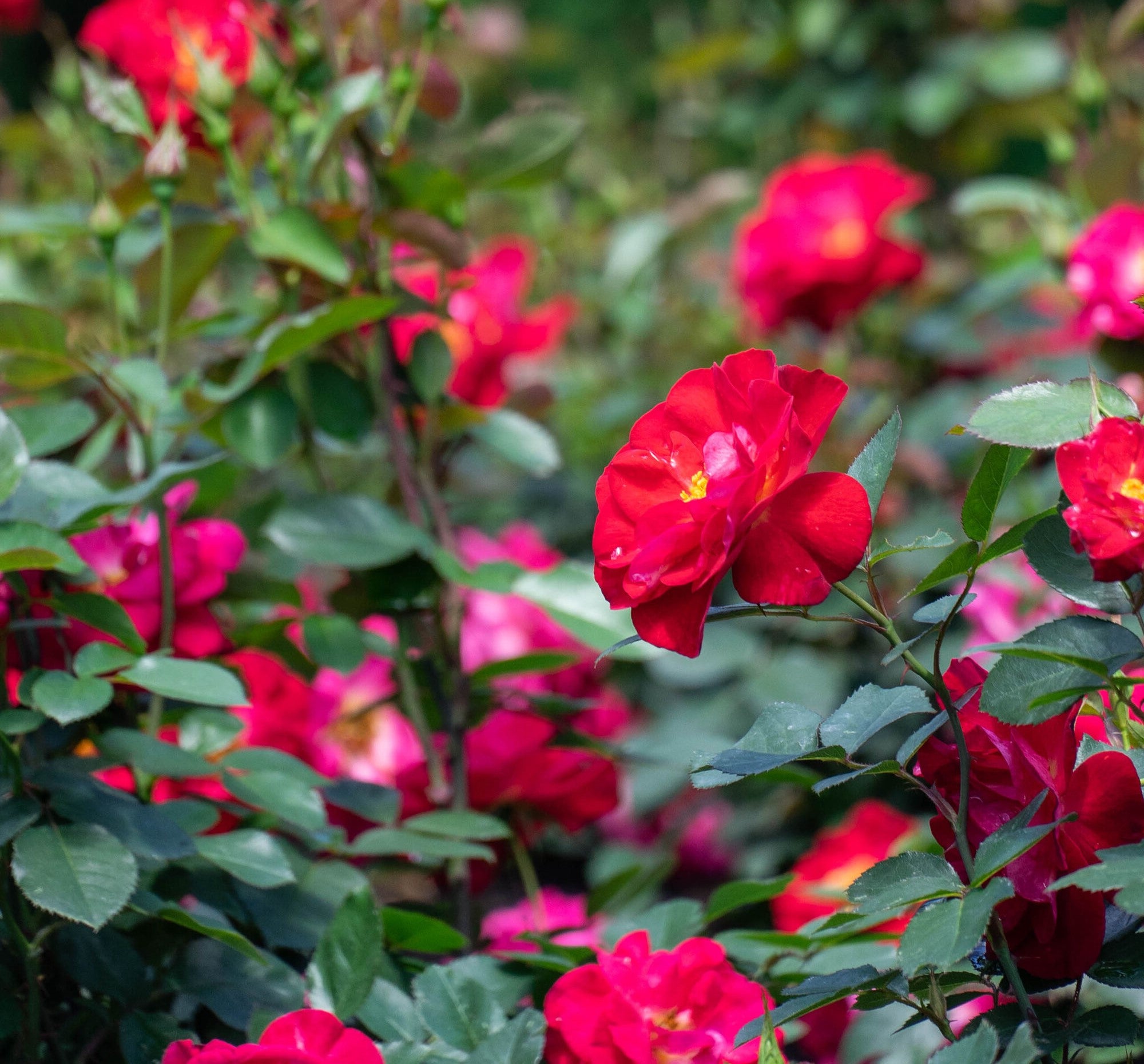 Cinnamon Hearts™ Rose | Rosa x 'VLR13003' USPPAF, CPBRAF | Continuous Blooms from spring to fall