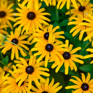 Rudbeckia 'Treasure Trove'