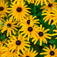 Rudbeckia 'Treasure Trove'