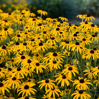 Rudbeckia 'Treasure Trove'