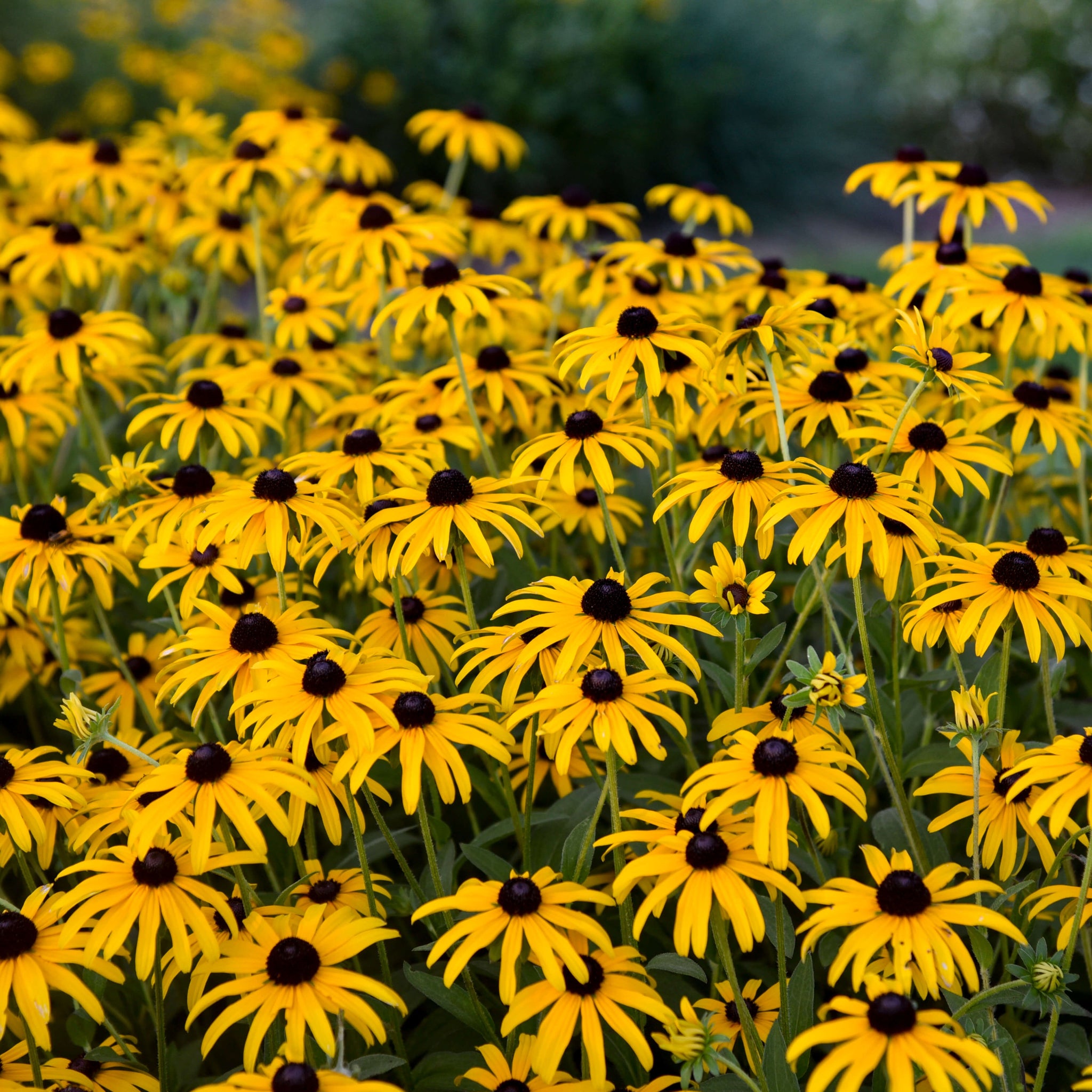 Rudbeckia 'Treasure Trove'