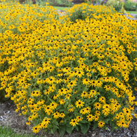 Rudbeckia 'Treasure Trove'