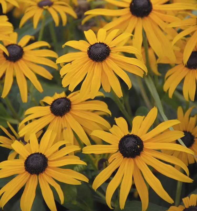 Orange Coneflower | Black Eyed Susan | Rudbeckia fulgida