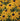 Orange Coneflower | Black Eyed Susan | Rudbeckia fulgida