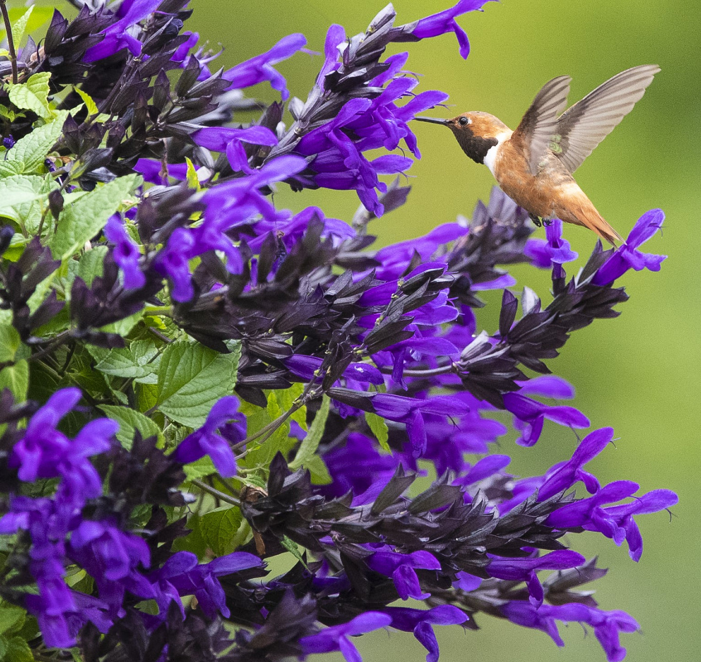 Salvia BODACIOUS® Hummingbird Falls Purple Salvia