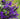 Salvia BODACIOUS® Hummingbird Falls Purple Salvia